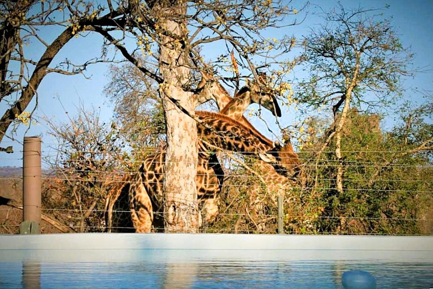 ホテル Ngalali Retreat Grietjie Game Reserve エクステリア 写真