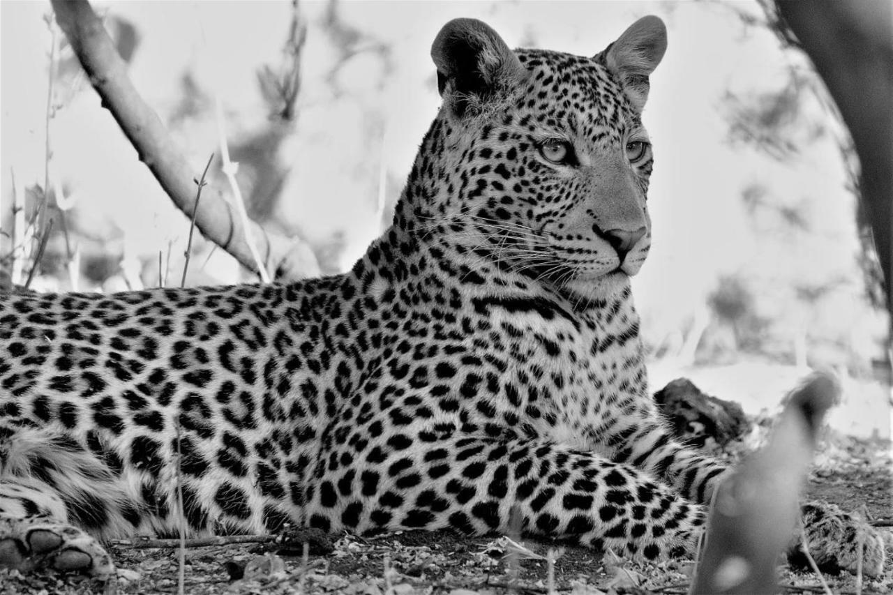 ホテル Ngalali Retreat Grietjie Game Reserve エクステリア 写真