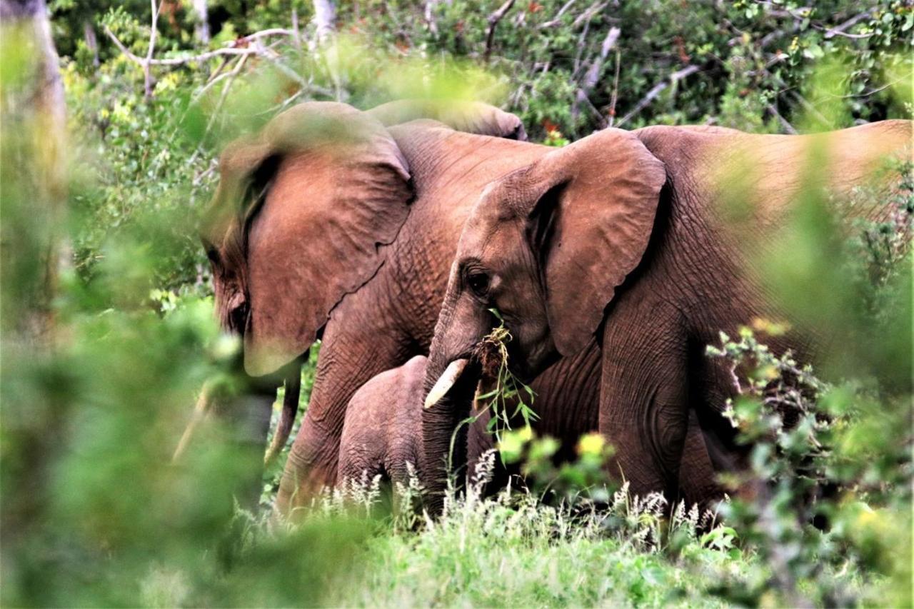 ホテル Ngalali Retreat Grietjie Game Reserve エクステリア 写真