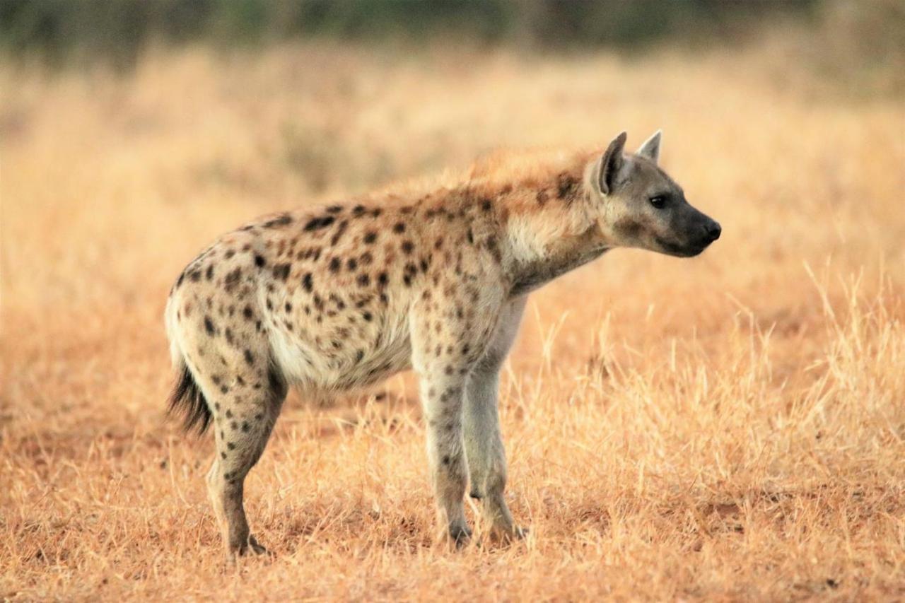 ホテル Ngalali Retreat Grietjie Game Reserve エクステリア 写真